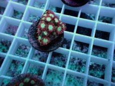 画像2: No.4 ハナガササンゴ レッドチップカラー (2)