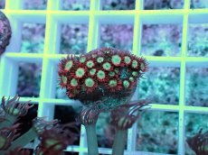 画像1: No.6 ハナガササンゴ レッドチップカラー (1)