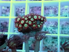 画像2: No.6 ハナガササンゴ レッドチップカラー (2)