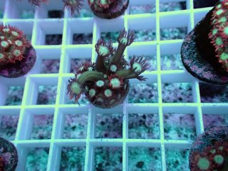 No.6 ライブロック 二個セット 海藻など付き 約2.3kg 【人気No.1】を