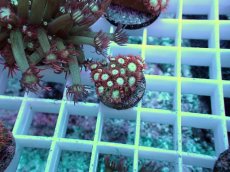 画像1: No.8 ハナガササンゴ レッドチップカラー (1)