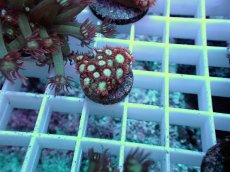 画像2: No.8 ハナガササンゴ レッドチップカラー (2)