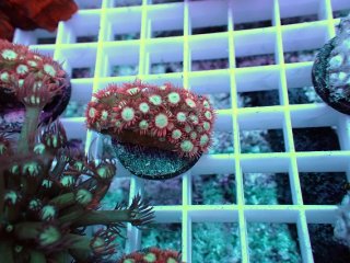 ライブロック ミックスザイズ を買うならアクアスタイルユー 海水魚