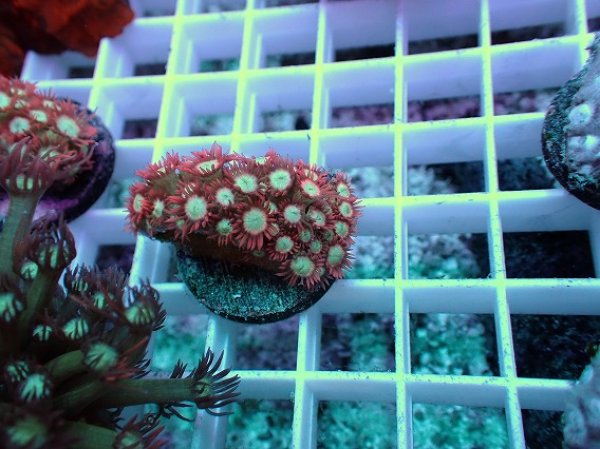 ハナガササンゴ レッド No.9 ハナガササンゴ レッドチップカラーを買う