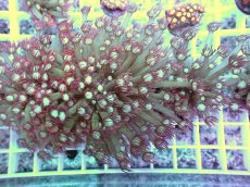 画像1: No.10 ハナガササンゴ　レッドチップカラー (1)