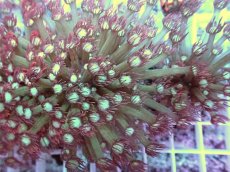画像2: No.10 ハナガササンゴ　レッドチップカラー (2)