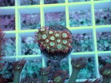 画像1: No.11 ハナガササンゴ　レッドチップカラー (1)