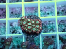 画像2: No.11 ハナガササンゴ　レッドチップカラー (2)