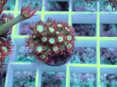 画像1: No.12 ハナガササンゴ　レッドチップカラー (1)