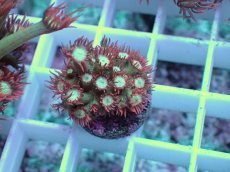 画像2: No.12 ハナガササンゴ　レッドチップカラー (2)