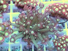 画像1: No.13 ハナガササンゴ レッドチップカラー (1)