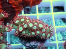 画像2: No.14 ハナガササンゴ レッドチップカラー (2)