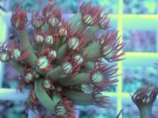 画像2: No.16 ハナガササンゴ　レッドチップカラー (2)