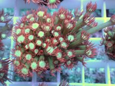 画像1: No.17 ハナガササンゴ　レッドチップカラー (1)