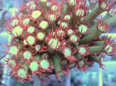 画像2: No.17 ハナガササンゴ　レッドチップカラー (2)