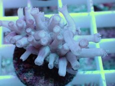 画像2: No.23 フィジー産 ハナガササンゴ (2)