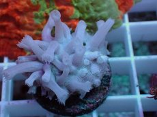 画像1: No.24 フィジー産 ハナガササンゴ (1)