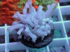 画像2: No.24 フィジー産 ハナガササンゴ (2)