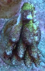 画像1: No.95 オーストラリア産 浅場ミドリイシ (1)