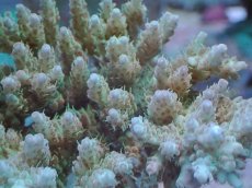 画像2: No.100 クシハダミドリイシ (2)