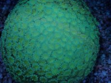 画像2: No.3 アワサンゴ パステルネオン (2)