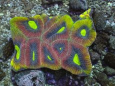画像1: No.5 オーストラリア産 ドラゴンソウルファビア グリーン・アイズ (1)