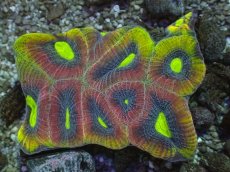 画像2: No.5 オーストラリア産 ドラゴンソウルファビア グリーン・アイズ (2)
