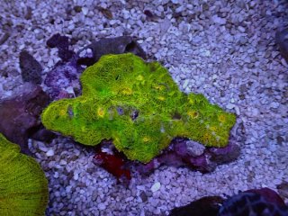 No.7 ライブロック 二個セット 海藻など付き 約2.2kg 【人気No.1】を