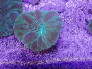 ライブロック ミックスザイズ を買うならアクアスタイルユー 海水魚