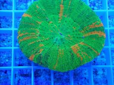 画像2: No.1 スコリミア Bleeding Apple (2)