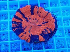 画像1: No.2　スコリミア Warpaint (1)