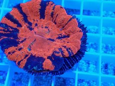 画像2: No.2　スコリミア Warpaint (2)