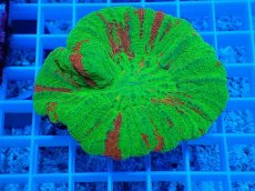 画像1: No.3 スコリミア Bleeding Apple (1)