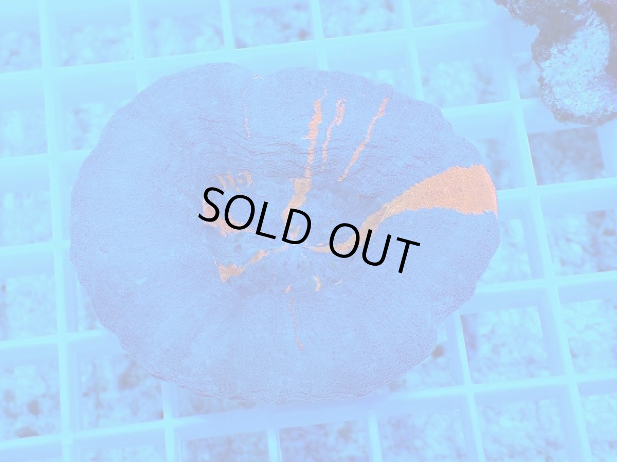 画像1: No.4 スコリミア スーパーマン Superman (1)