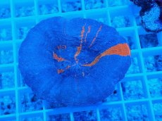 画像1: No.4 スコリミア スーパーマン Superman (1)