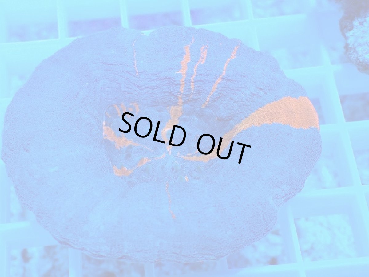 画像2: No.4 スコリミア スーパーマン Superman (2)