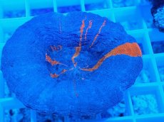 画像2: No.4 スコリミア スーパーマン Superman (2)