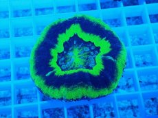 画像1: No.5 スコリミア  UFO (1)