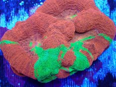 画像2: No.1 オーストラリア産オオトゲキクメイシ (2)