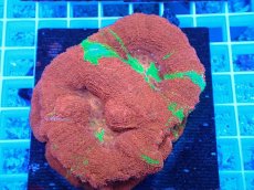 画像1: No.2 オーストラリア産オオトゲキクメイシ (1)