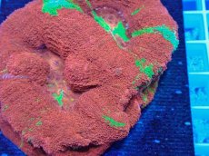 画像2: No.2 オーストラリア産オオトゲキクメイシ (2)