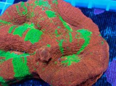 画像2: No.3 オーストラリア産オオトゲキクメイシ (2)