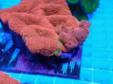 画像2: No.4 オーストラリア産オオトゲキクメイシ (2)