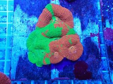 画像1: No.5 オーストラリア産オオトゲキクメイシ (1)