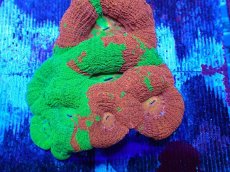 画像2: No.5 オーストラリア産オオトゲキクメイシ (2)