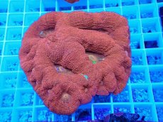 画像1: No.6 オーストラリア産オオトゲキクメイシ (1)