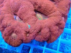 画像2: No.6 オーストラリア産オオトゲキクメイシ (2)