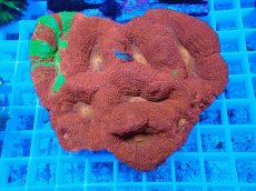 画像1: No.7 オーストラリア産オオトゲキクメイシ (1)