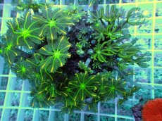 画像2: No.1 ツツウミヅタ イエローライン (2)