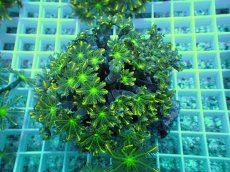 画像1: No.2 ツツウミヅタ イエローライン (1)